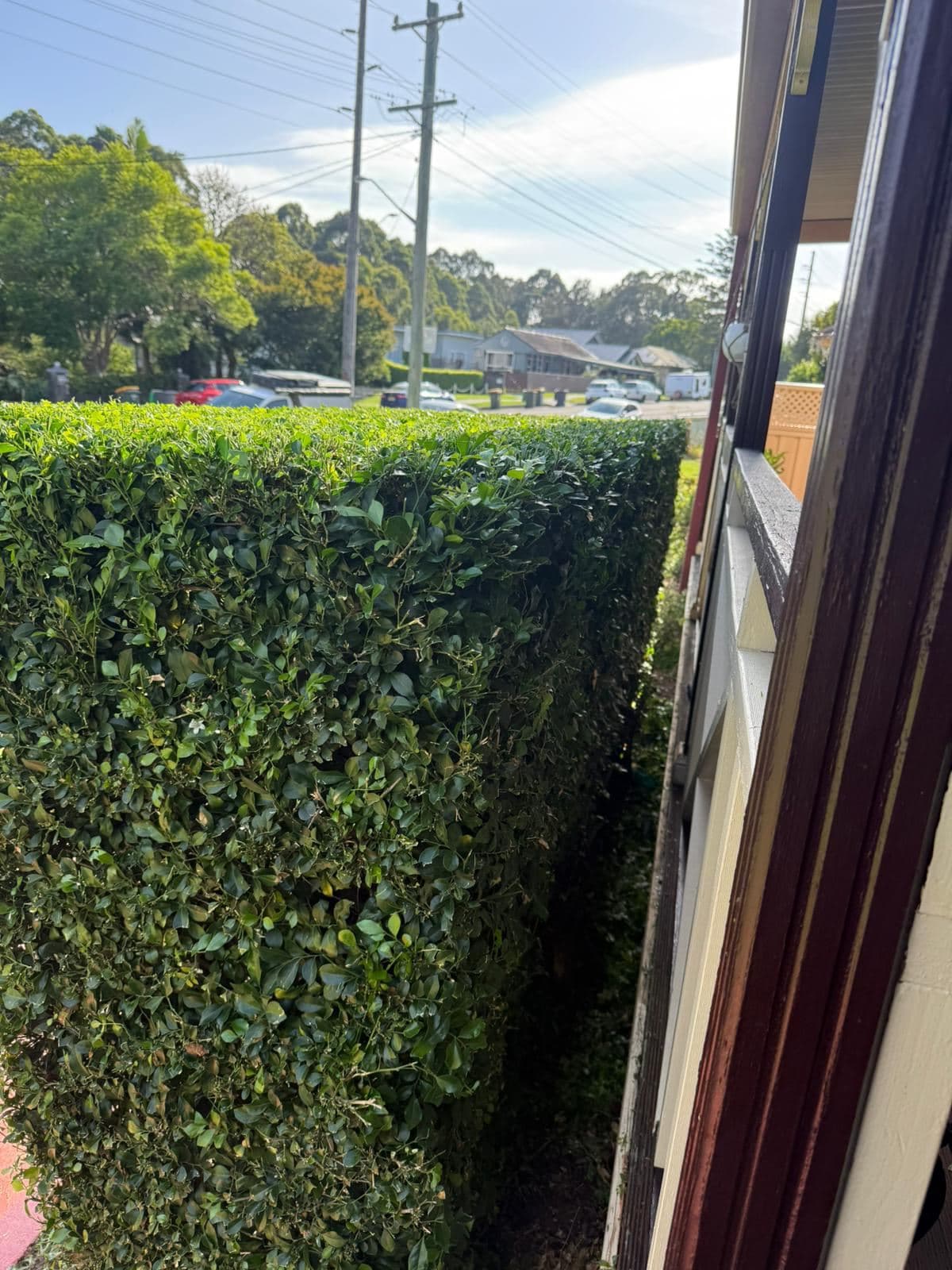 Hedging — photo 1