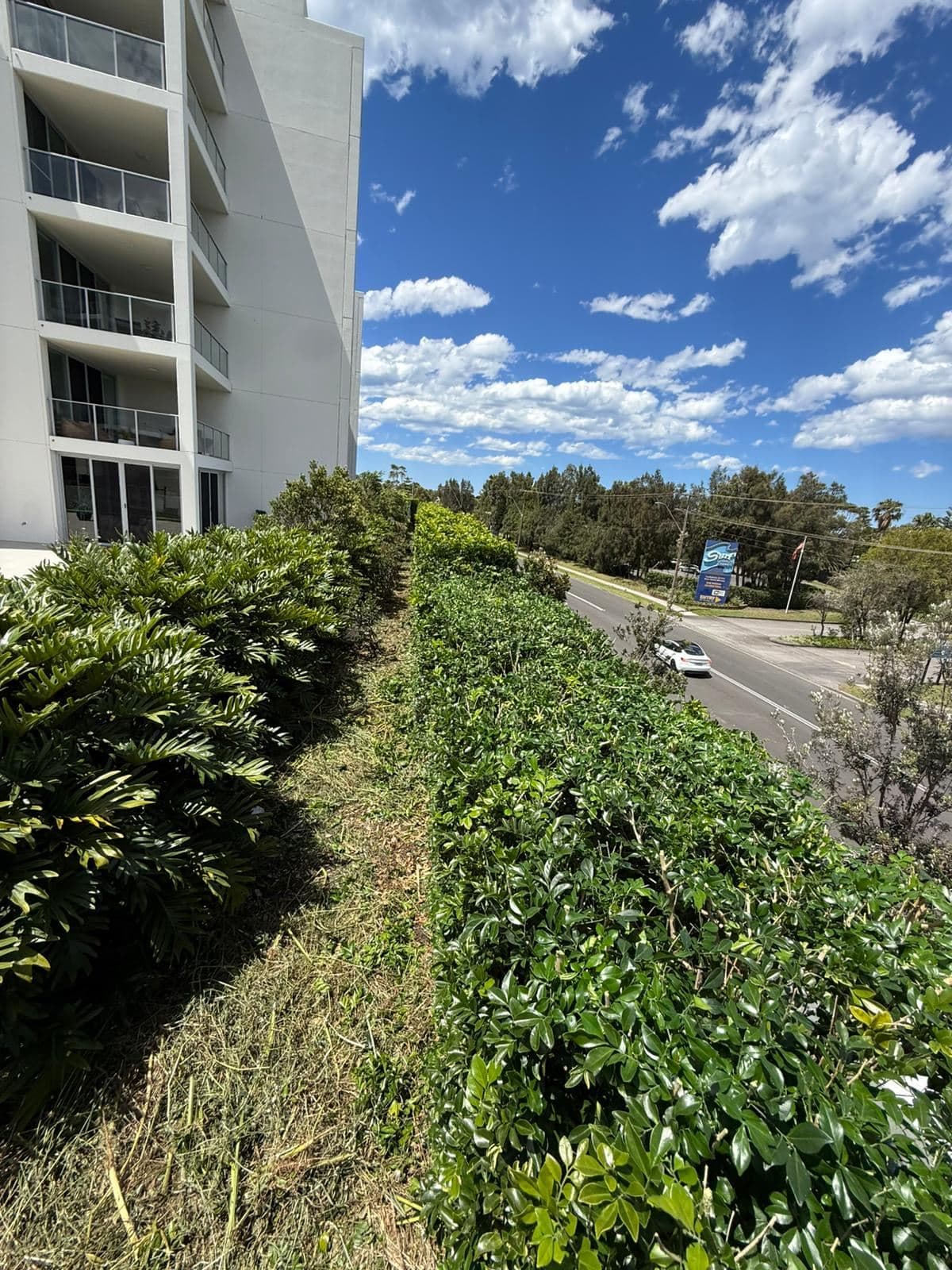 Hedging — photo 10