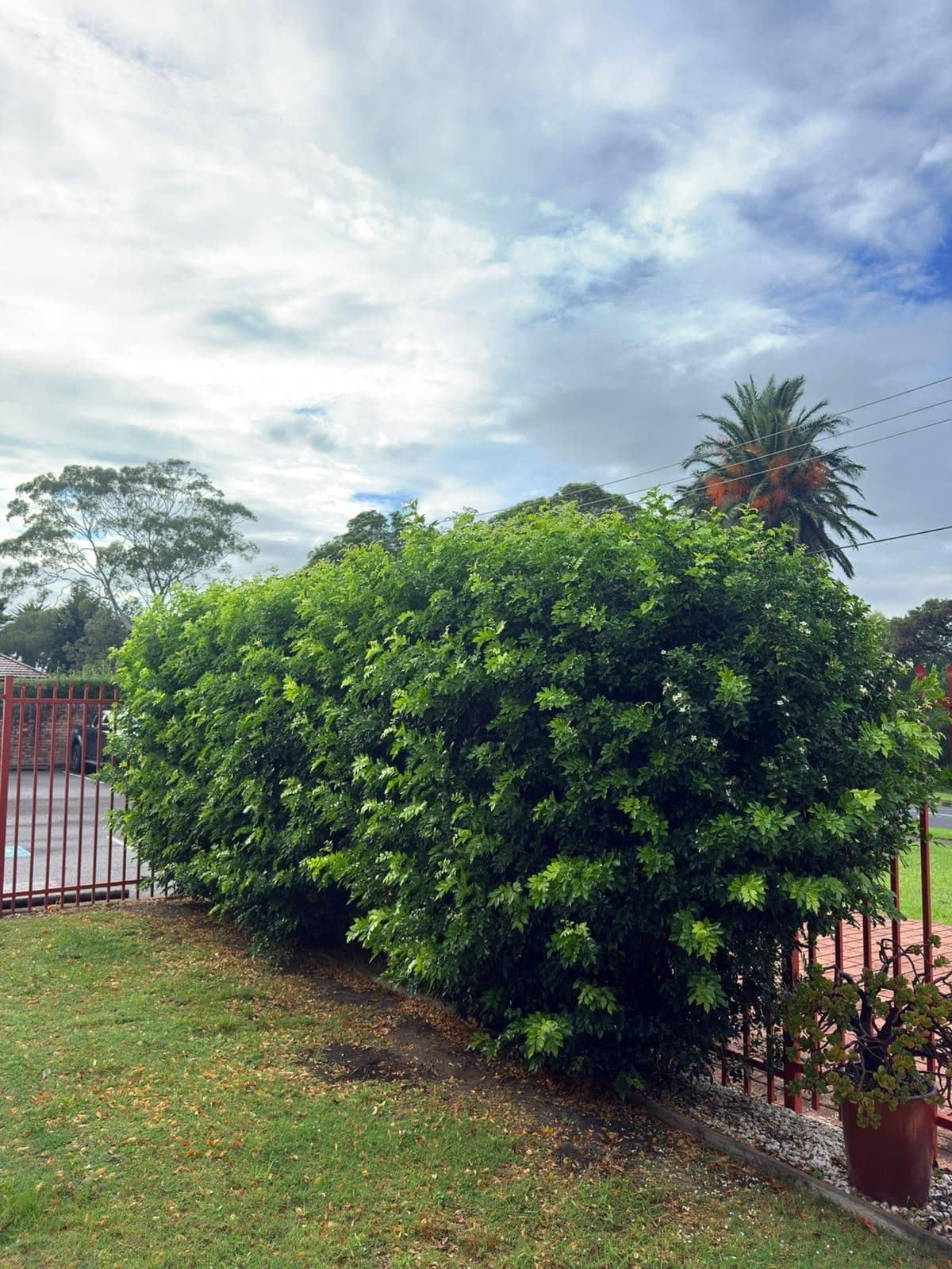 Hedging — photo 15