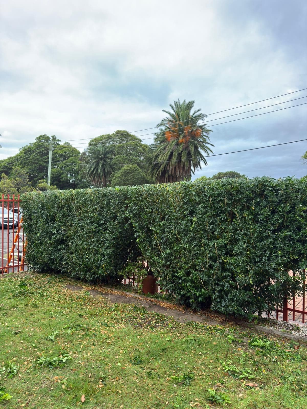 Hedging — photo 17