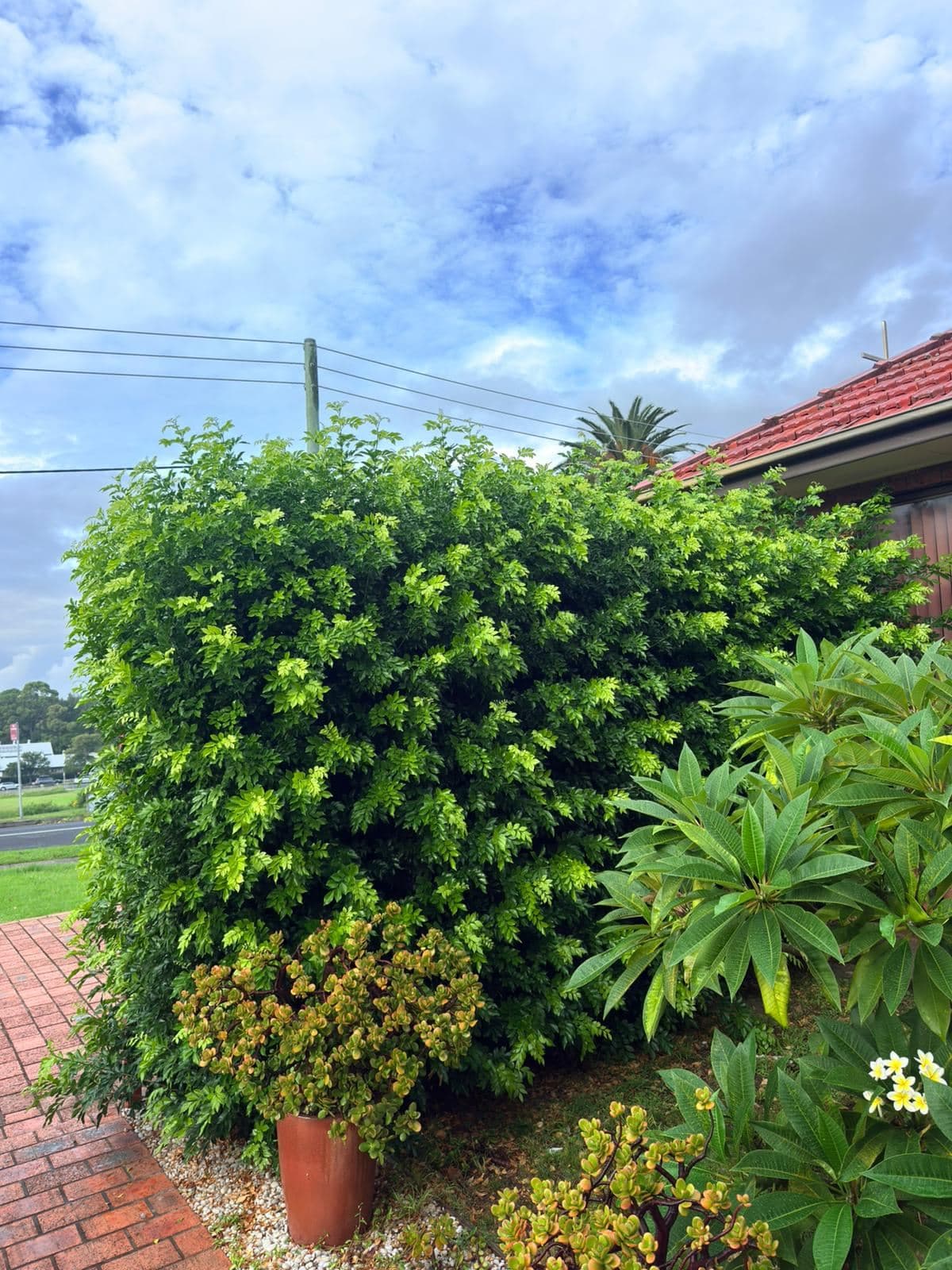 Hedging — photo 18