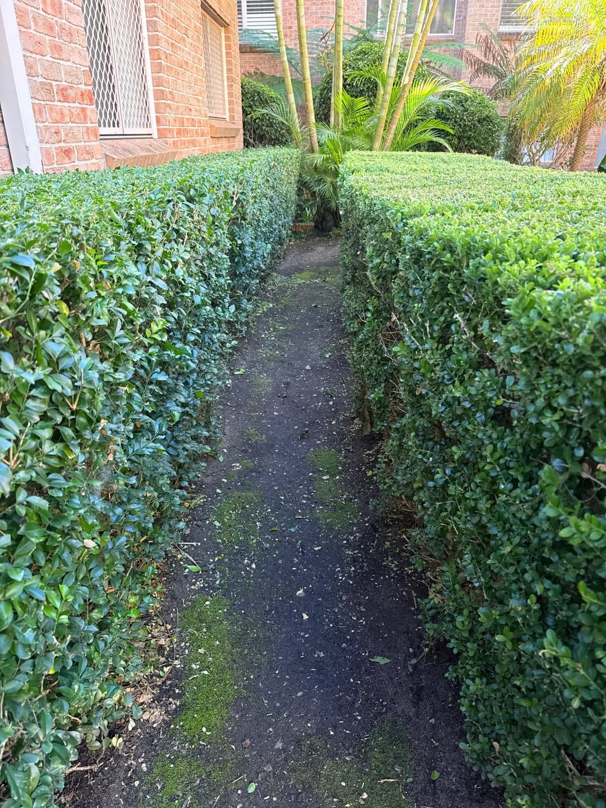 Hedging — photo 20