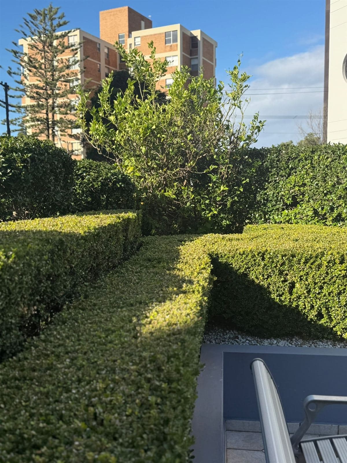 Hedging — photo 27